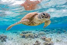 a turtle swimming under water