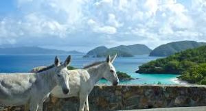 a cow standing next to a body of water