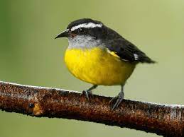 a small bird perched on a branch
