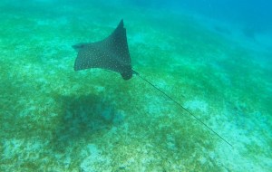 a fish swimming under water