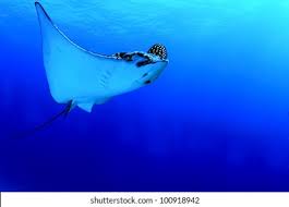 a close up of a fish