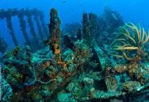 underwater view of a coral