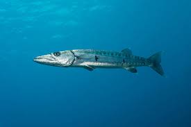 a fish swimming under water