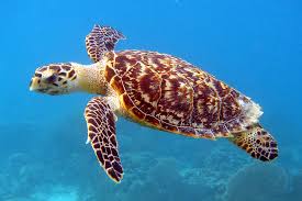 a turtle swimming under water