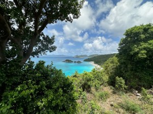 a tree next to a body of water