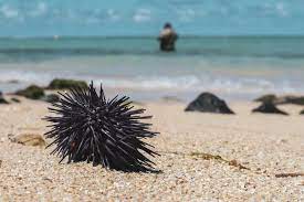 a dog lying on a sandy beach