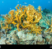 underwater view of a coral