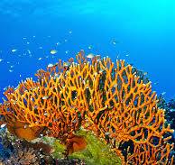 underwater view of a coral