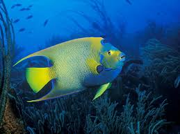 a fish swimming under water