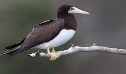 a small bird sitting on a branch