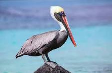 a pelican standing next to a body of water