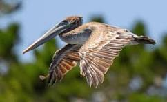 a bird sitting on a branch