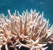 a close up of a coral