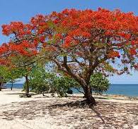 a tree next to a body of water