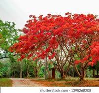 a close up of a tree