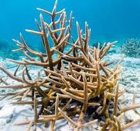a close up of a coral