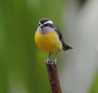 a small bird sitting on a branch