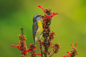 a colorful bird perched on a flower